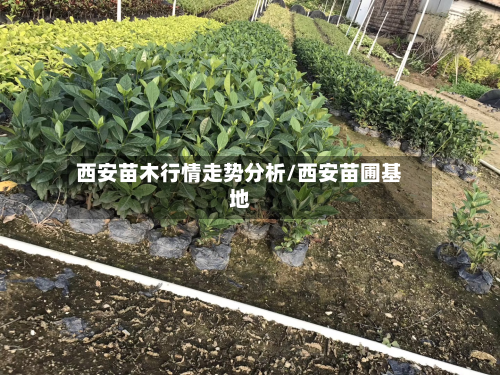 西安苗木行情走势分析/西安苗圃基地-第1张图片