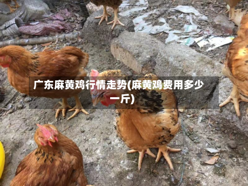 广东麻黄鸡行情走势(麻黄鸡费用多少一斤)-第1张图片