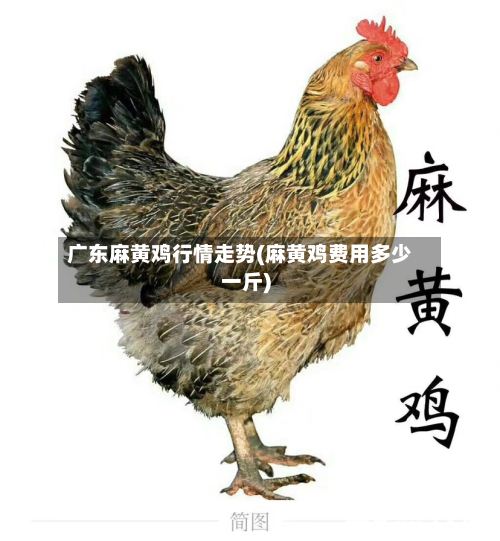 广东麻黄鸡行情走势(麻黄鸡费用多少一斤)-第3张图片