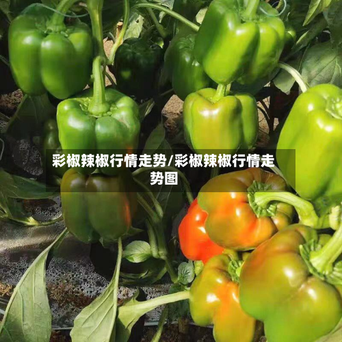 彩椒辣椒行情走势/彩椒辣椒行情走势图-第3张图片