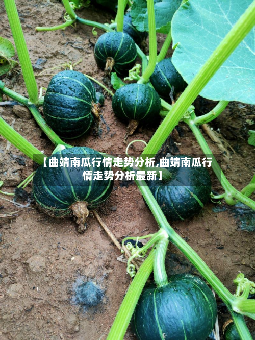 【曲靖南瓜行情走势分析,曲靖南瓜行情走势分析最新】-第2张图片