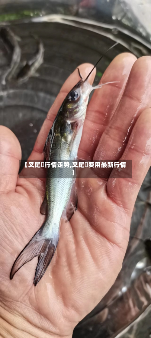 【叉尾鮰行情走势,叉尾鮰费用最新行情】-第1张图片