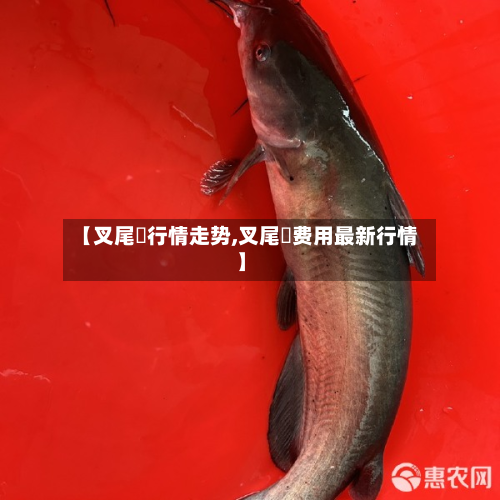 【叉尾鮰行情走势,叉尾鮰费用最新行情】-第2张图片