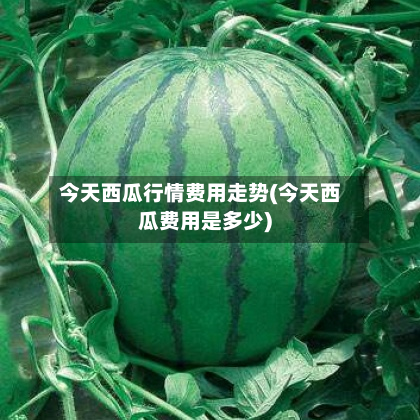 今天西瓜行情费用走势(今天西瓜费用是多少)-第1张图片