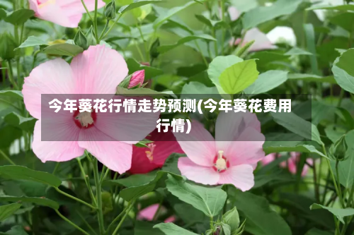 今年葵花行情走势预测(今年葵花费用行情)-第1张图片