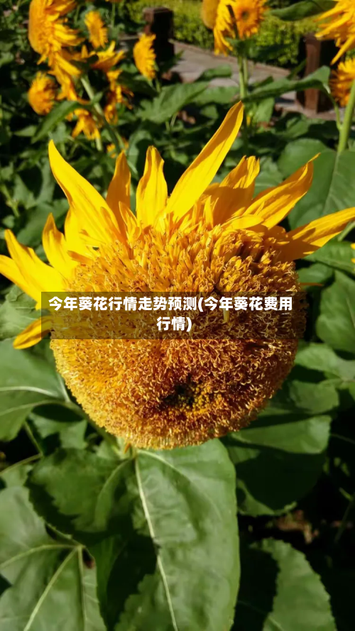 今年葵花行情走势预测(今年葵花费用行情)-第2张图片