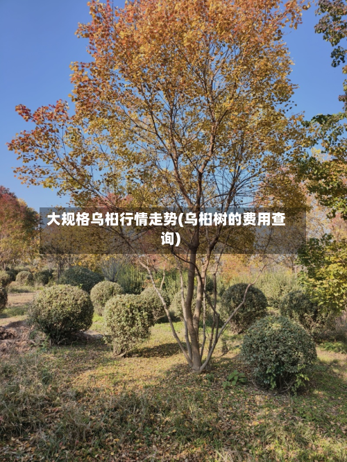 大规格乌桕行情走势(乌桕树的费用查询)-第1张图片