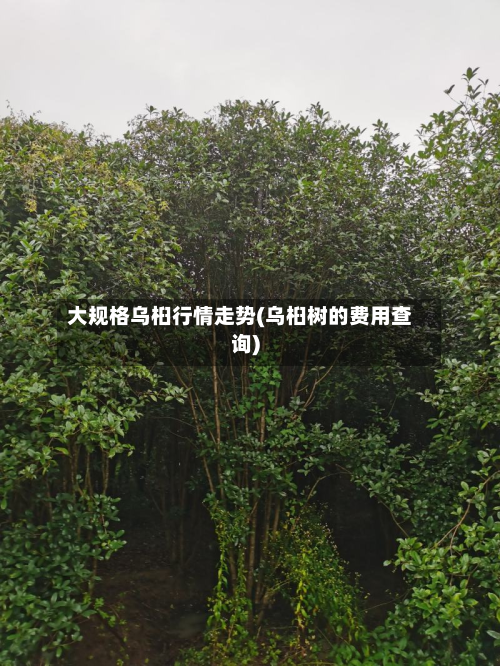 大规格乌桕行情走势(乌桕树的费用查询)-第2张图片
