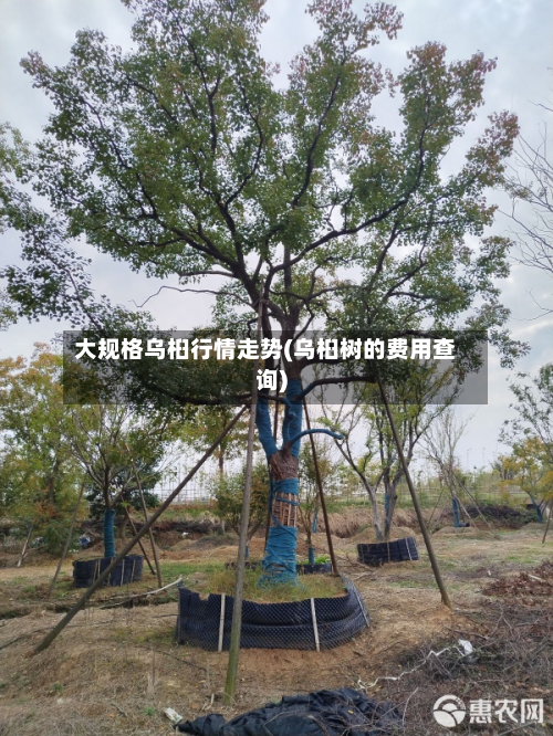 大规格乌桕行情走势(乌桕树的费用查询)-第3张图片