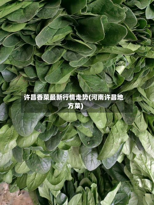 许昌香菜最新行情走势(河南许昌地方菜)-第1张图片