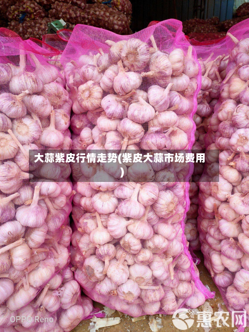 大蒜紫皮行情走势(紫皮大蒜市场费用)-第3张图片