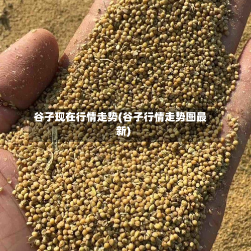 谷子现在行情走势(谷子行情走势图最新)-第2张图片