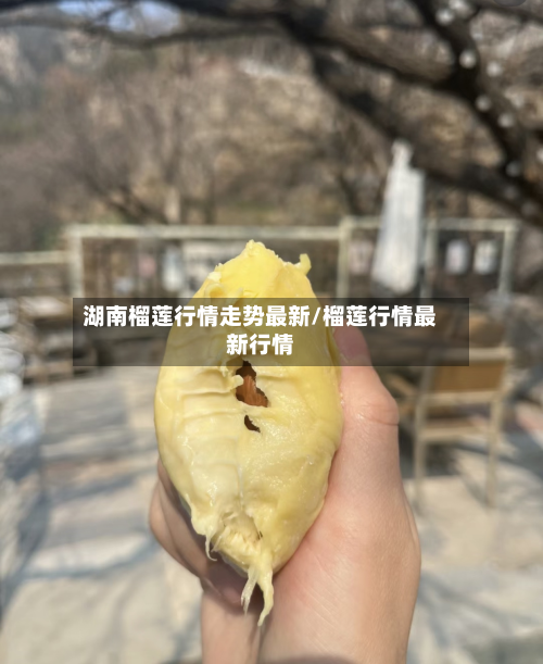 湖南榴莲行情走势最新/榴莲行情最新行情-第2张图片