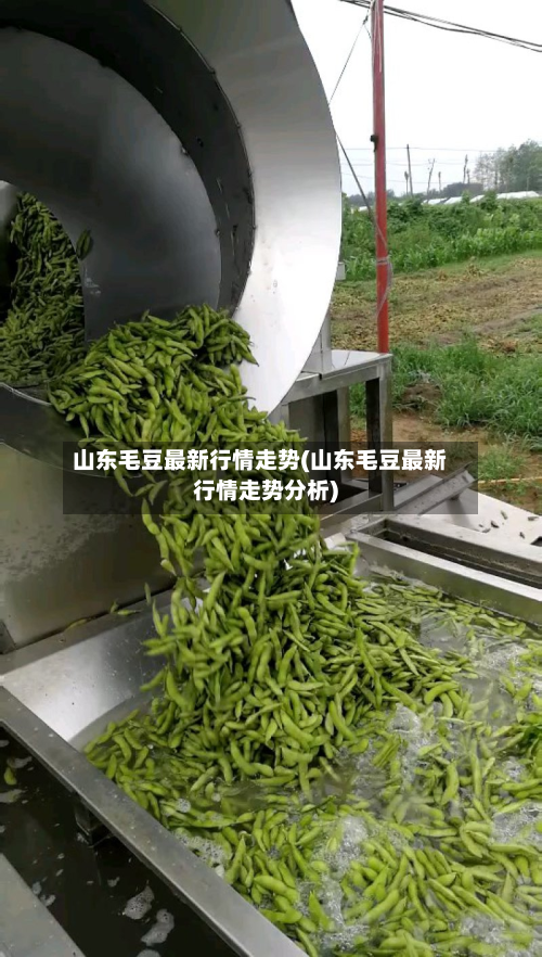 山东毛豆最新行情走势(山东毛豆最新行情走势分析)-第3张图片
