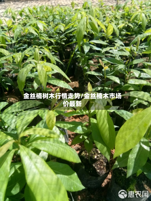 金丝楠树木行情走势/金丝楠木市场价最新-第1张图片