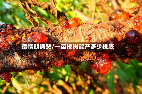 疫情朗诵哭/一亩桃树能产多少桃胶-第1张图片