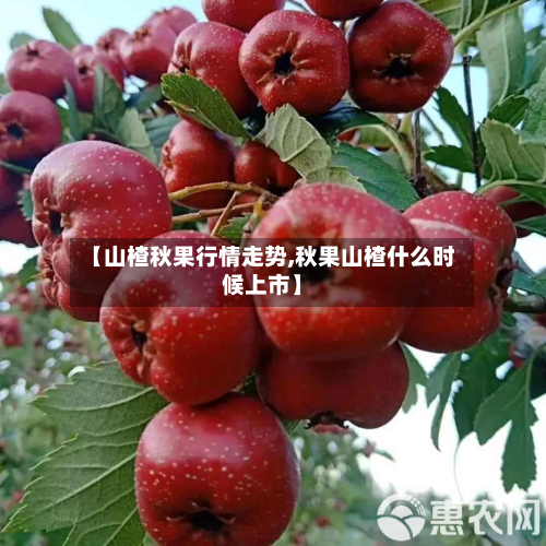 【山楂秋果行情走势,秋果山楂什么时候上市】-第2张图片