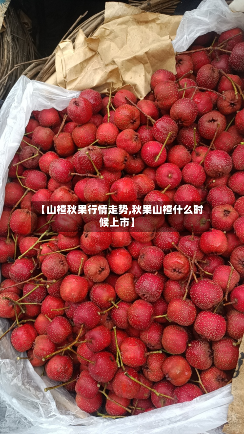 【山楂秋果行情走势,秋果山楂什么时候上市】-第3张图片