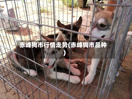 赤峰狗市行情走势(赤峰狗市品种)-第1张图片