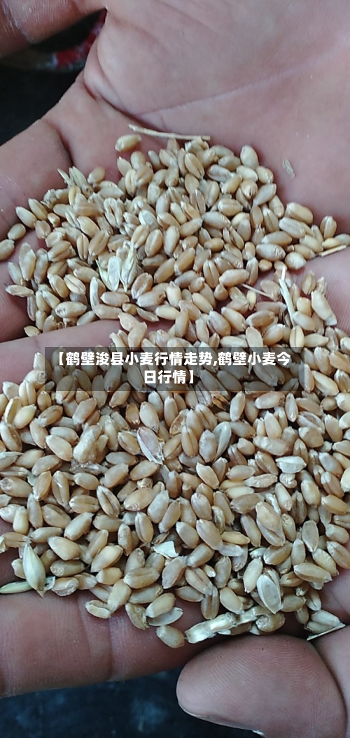 【鹤壁浚县小麦行情走势,鹤壁小麦今日行情】-第1张图片