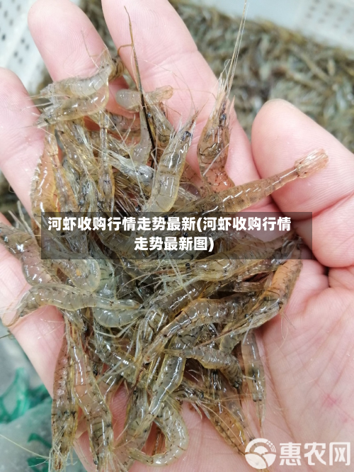 河虾收购行情走势最新(河虾收购行情走势最新图)-第1张图片