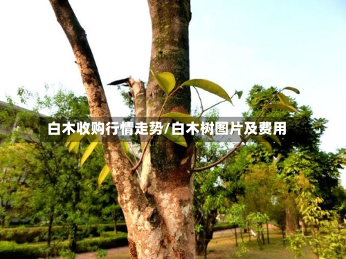 白木收购行情走势/白木树图片及费用-第2张图片