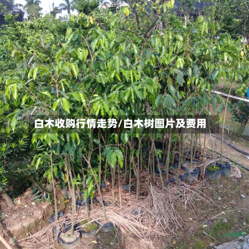 白木收购行情走势/白木树图片及费用-第1张图片