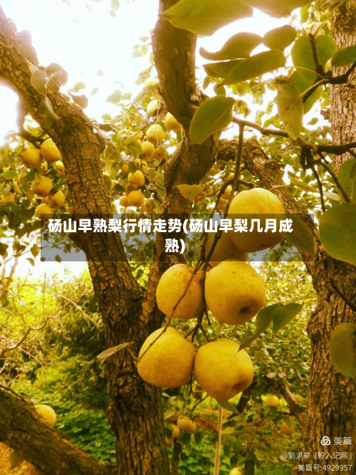 砀山早熟梨行情走势(砀山早梨几月成熟)-第3张图片