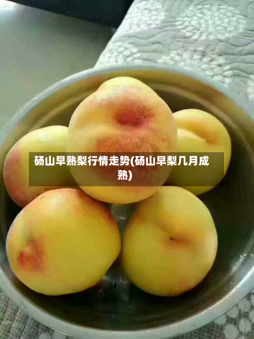 砀山早熟梨行情走势(砀山早梨几月成熟)-第2张图片