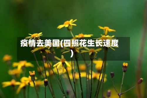 疫情去美国(四照花生长速度)-第2张图片