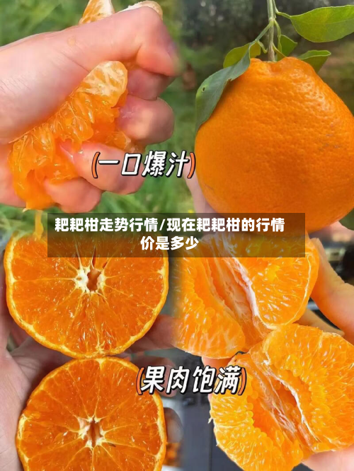 耙耙柑走势行情/现在耙耙柑的行情价是多少-第1张图片