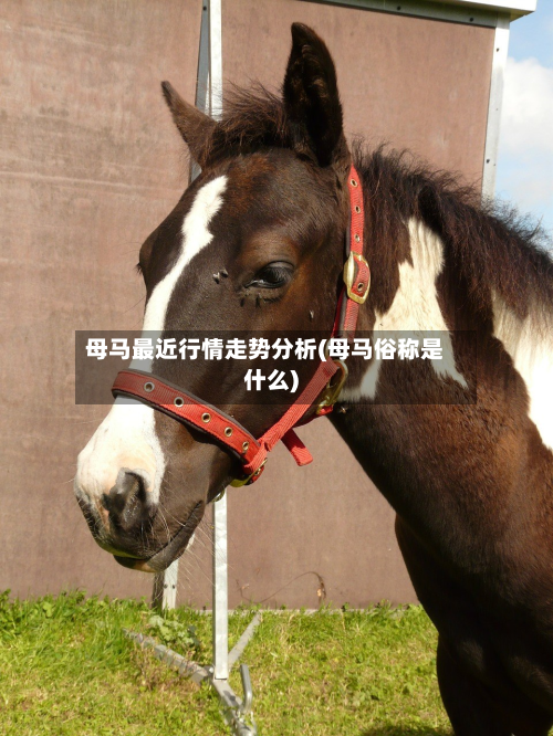 母马最近行情走势分析(母马俗称是什么)-第1张图片