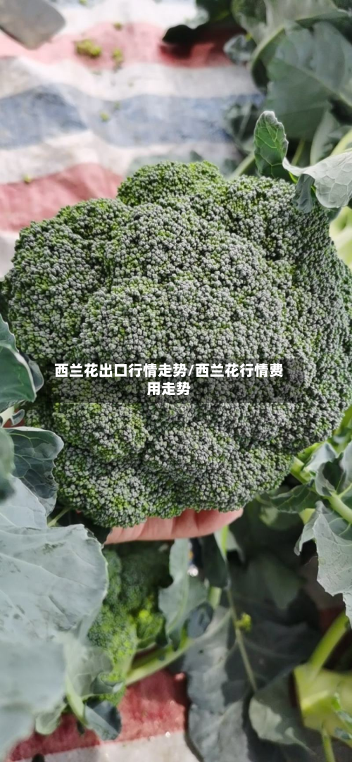 西兰花出口行情走势/西兰花行情费用走势-第1张图片