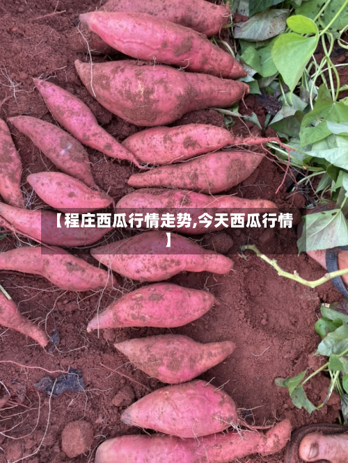 【程庄西瓜行情走势,今天西瓜行情】-第1张图片