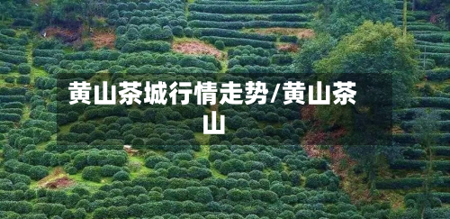 黄山茶城行情走势/黄山茶山-第1张图片