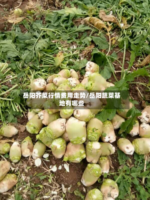 岳阳芥菜行情费用走势/岳阳蔬菜基地有哪些-第1张图片