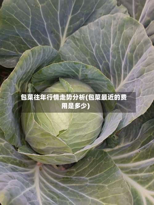 包菜往年行情走势分析(包菜最近的费用是多少)-第2张图片