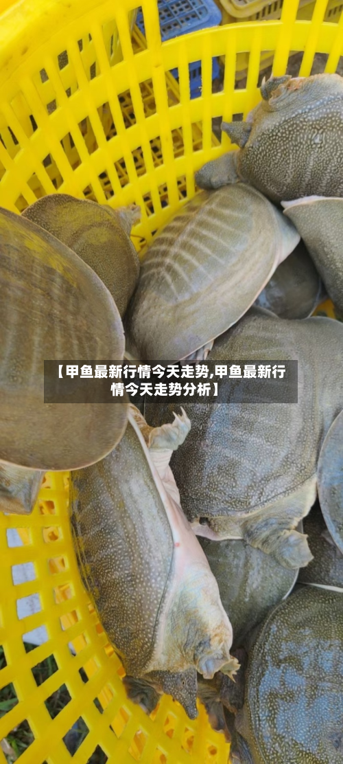 【甲鱼最新行情今天走势,甲鱼最新行情今天走势分析】-第2张图片
