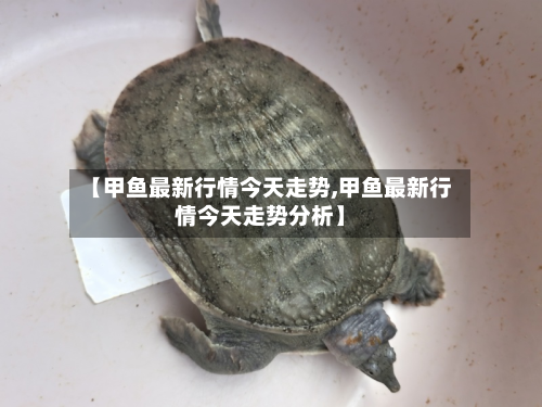 【甲鱼最新行情今天走势,甲鱼最新行情今天走势分析】-第3张图片