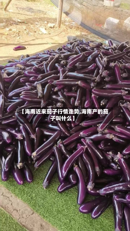 【海南近来茄子行情走势,海南产的茄子叫什么】-第2张图片