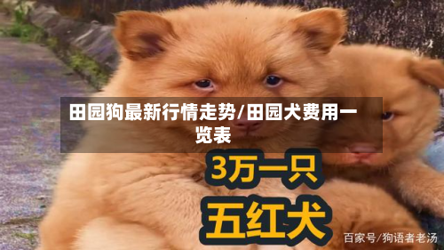 田园狗最新行情走势/田园犬费用一览表-第1张图片
