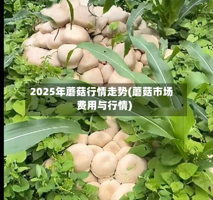 2025年蘑菇行情走势(蘑菇市场费用与行情)-第1张图片