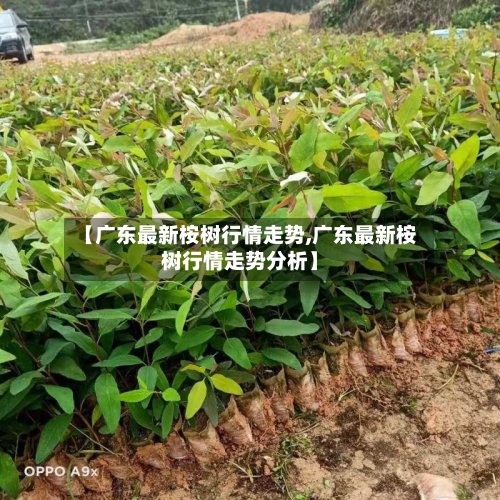 【广东最新桉树行情走势,广东最新桉树行情走势分析】-第1张图片