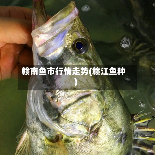 赣南鱼市行情走势(赣江鱼种)-第2张图片