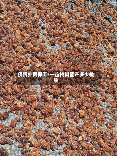 疫情外贸停工/一亩桃树能产多少桃胶-第1张图片